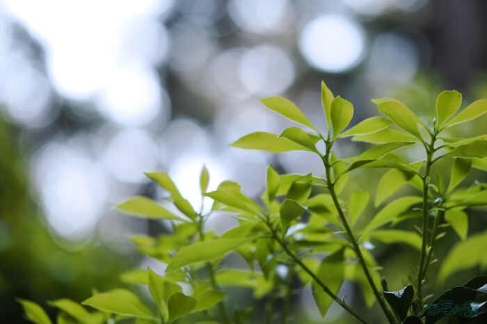 OM3A0037,60 mm,F2.8,1-125 秒,iso200(JPEG).jpg