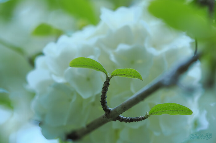 OM3A0180,60 mm,F2.8,1-80 秒,iso200(JPEG).jpg
