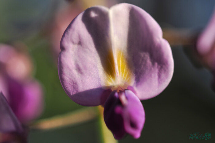 OM3A0200,60 mm,F2.8,1-1600 秒,iso200(JPEG).jpg