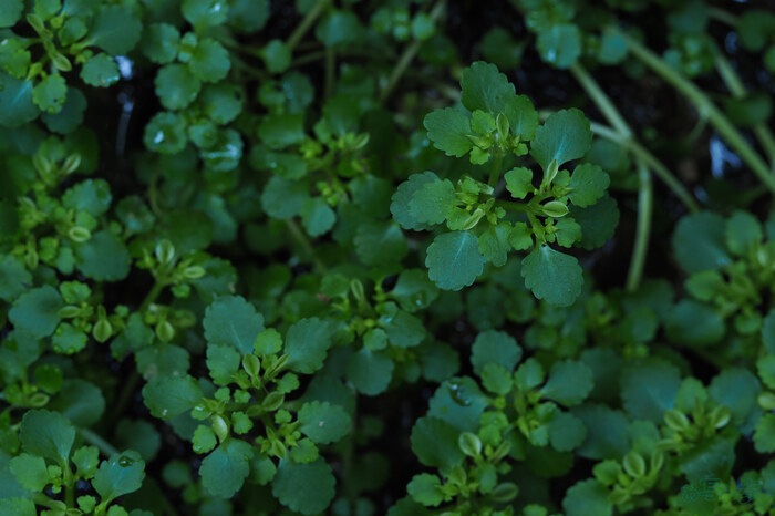 OM3A0272,60 mm,F4,1-60 秒,iso1250(JPEG).jpg