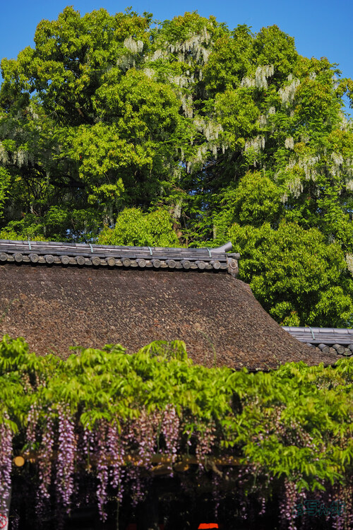 OM3A0275,60 mm,F2.8,1-5000 秒,iso200(JPEG).jpg