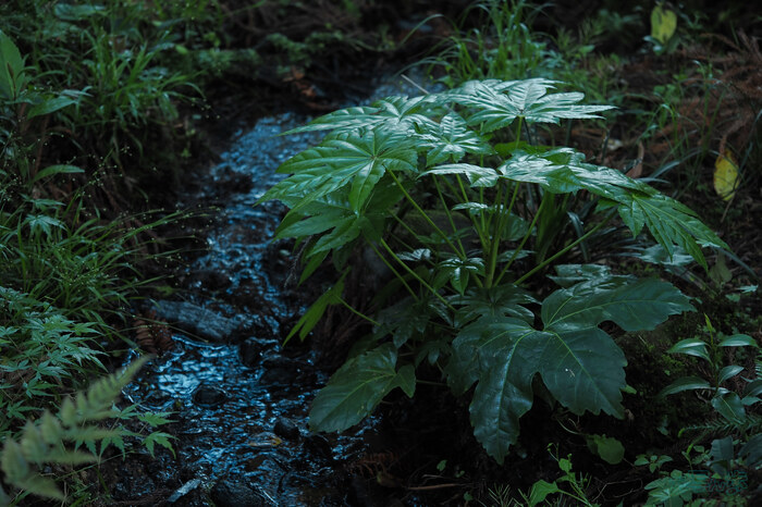 OM3A0279,60 mm,F2.8,1-60 秒,iso320(JPEG).jpg