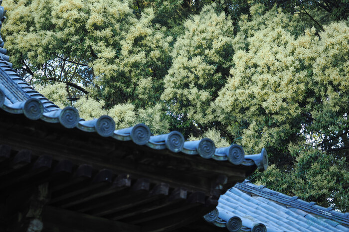 OM3A0329,60 mm,F2.8,1-200 秒,iso200(JPEG).jpg