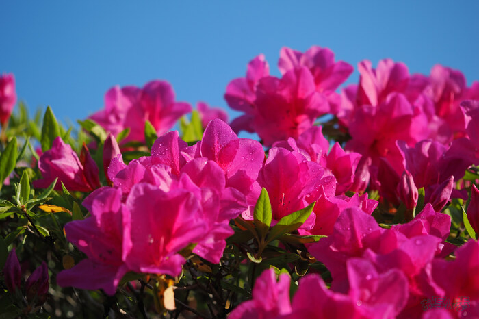 OM3A0350,60 mm,F2.8,1-2500 秒,iso200(JPEG).jpg