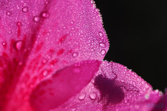 OM3A0401,60 mm,F2.8,1-2500 秒,iso200(JPEG).jpg