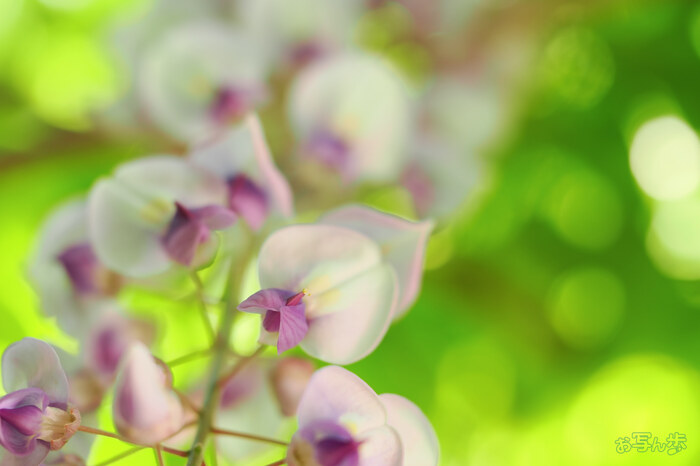 OM3A0424,60 mm,F2.8,1-160 秒,iso200(JPEG).jpg