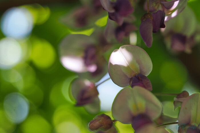 OM3A0492,60 mm,F2.8,1-640 秒,iso200(JPEG).jpg