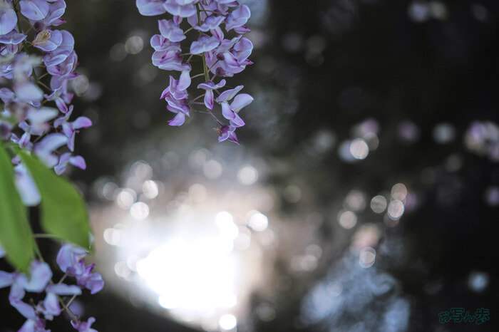 OM3A0574,60 mm,F2.8,1-400 秒,iso200(JPEG).jpg