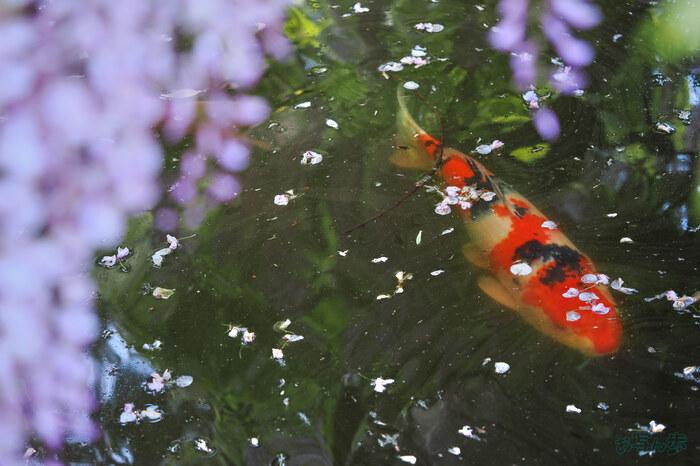 OM3A0585,60 mm,F2.8,1-100 秒,iso200(JPEG).jpg