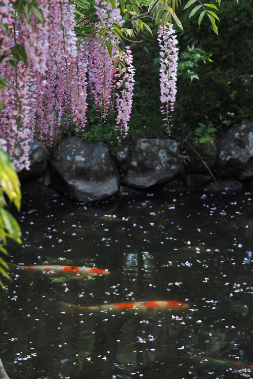 OM3A0639,60 mm,F4,1-250 秒,iso200(JPEG).jpg