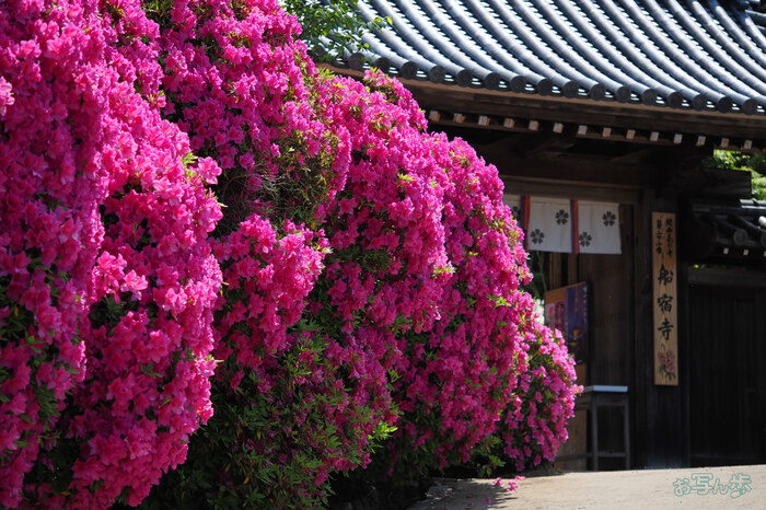 OM3A0835,60 mm,F2.8,1-2000 秒,iso200(JPEG).jpg