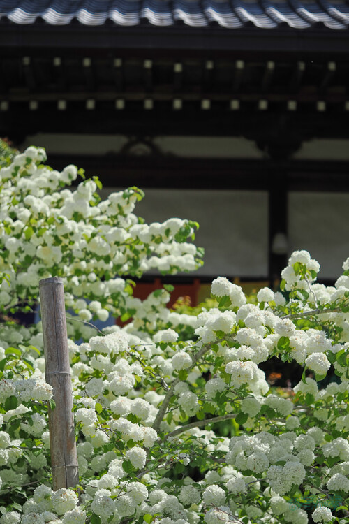 OM3A0913,60 mm,F2.8,1-4000 秒,iso200(JPEG).jpg