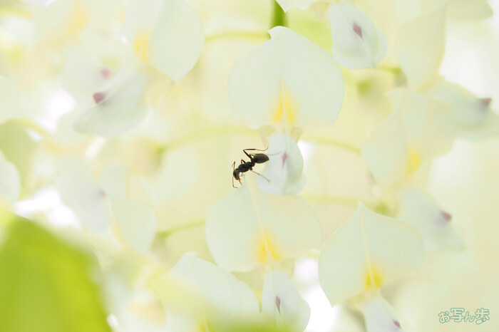OM3A0994,60 mm,F2.8,1-1600 秒,iso800(JPEG).jpg