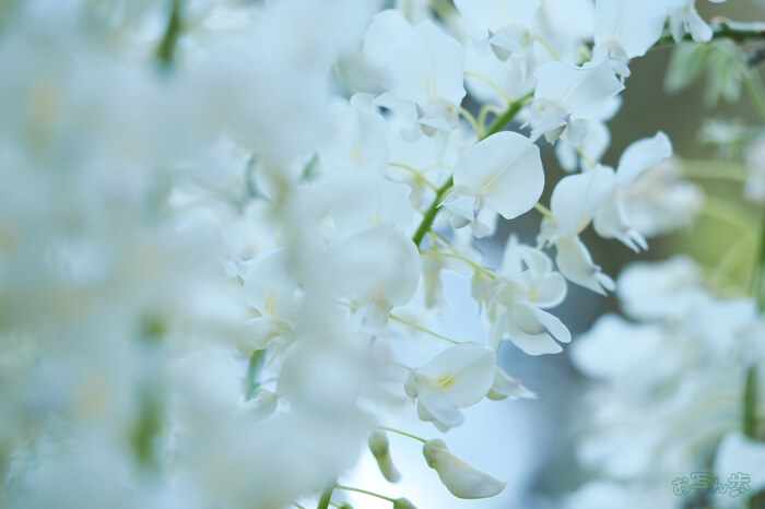 OM3A1304,60 mm,F2.8,1-640 秒,iso200(JPEG).jpg
