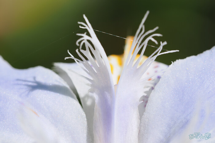 OM3A1396,60 mm,F5.6,1-250 秒,iso200(JPEG).jpg