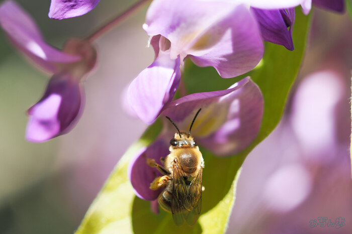 OM3A1443,60 mm,F2.8,1-500 秒,iso200(JPEG).jpg