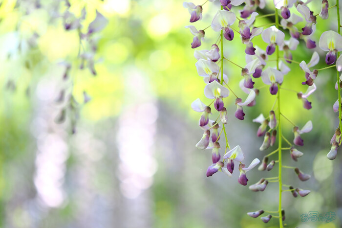 OM3A1456,60 mm,F2.8,1-250 秒,iso200(JPEG).jpg