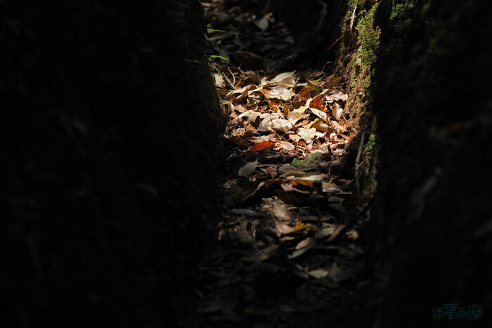 OM3A1486,60 mm,F2.8,1-2500 秒,iso200(JPEG).jpg