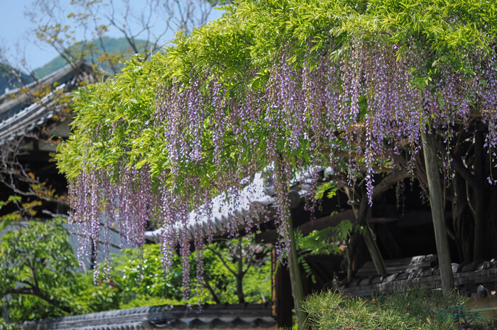 OM3A1501,60 mm,F2.8,1-3200 秒,iso200(JPEG) 1.jpg