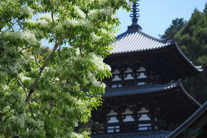 OM3A1510,60 mm,F2.8,1-2500 秒,iso200(JPEG).jpg