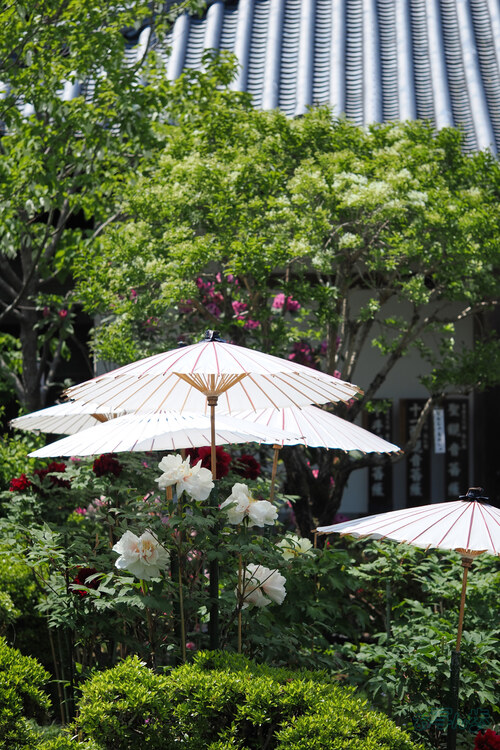 OM3A1553,60 mm,F2.8,1-3200 秒,iso200(JPEG).jpg