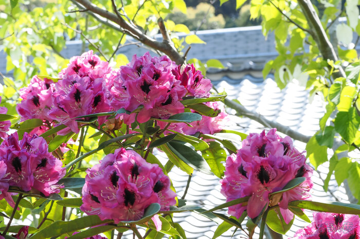 OM3A1585,60 mm,F9,1-60 秒,iso200(JPEG).jpg