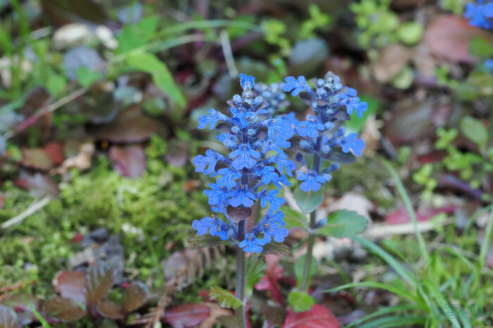 OM3A1628,60 mm,F5.6,1-60 秒,iso640(JPEG).jpg