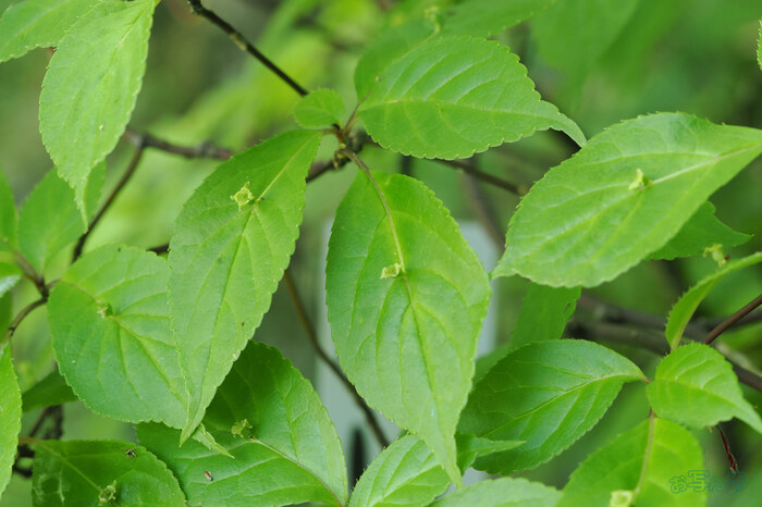 OM3A1687,60 mm,F5,1-60 秒,iso1250(JPEG).jpg