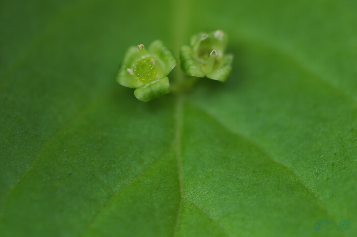 OM3A1727,60 mm,F2.8,1-125 秒,iso200(JPEG).jpg