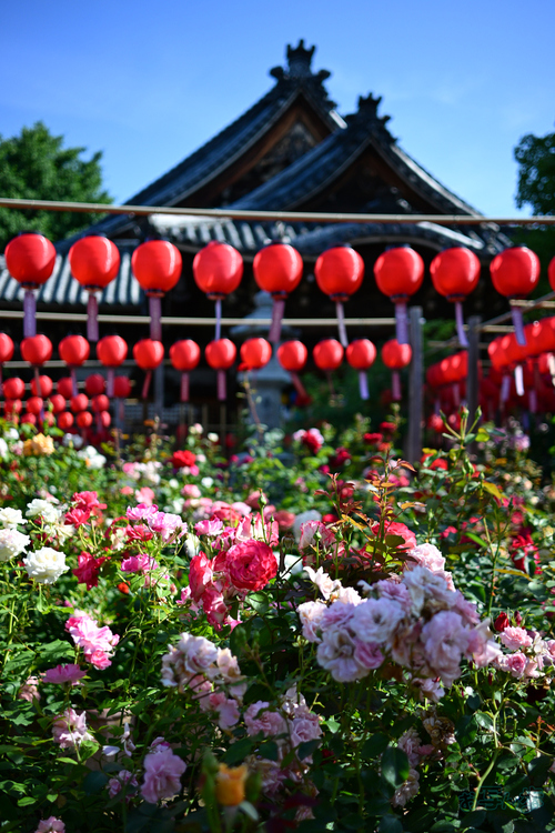 DSC_4682,24 mm,F1.7,1-2500 秒,iso100(JPEG).jpg