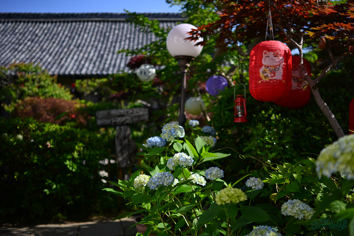 DSC_4896,24 mm,F1.7,1-4000 秒,iso100(JPEG).jpg