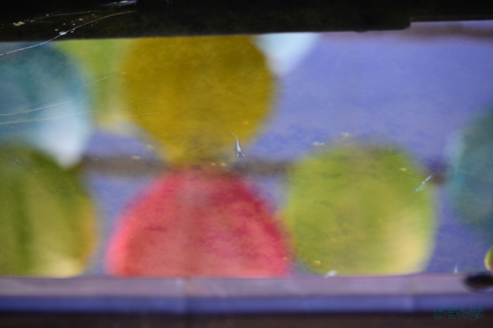 DSC_4988,140 mm,F6.3,1-250 秒,iso560(JPEG).jpg