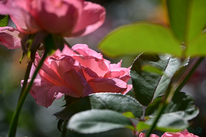 DSC_5039,140 mm,F6.3,1-640 秒,iso100(JPEG).jpg