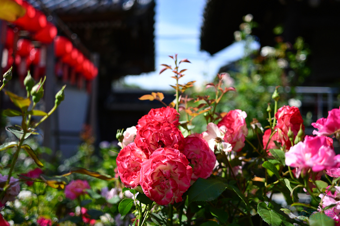 DSC_5069,24 mm,F1.7,1-3200 秒,iso100(JPEG).jpg