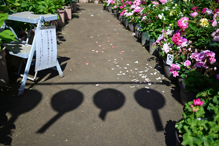 DSC_5090,24 mm,F1.7,1-4000 秒,iso100(JPEG).jpg