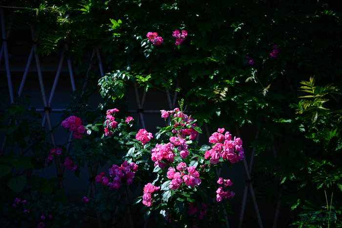 DSC_5150,24 mm,F1.7,1-4000 秒,iso100(JPEG).jpg