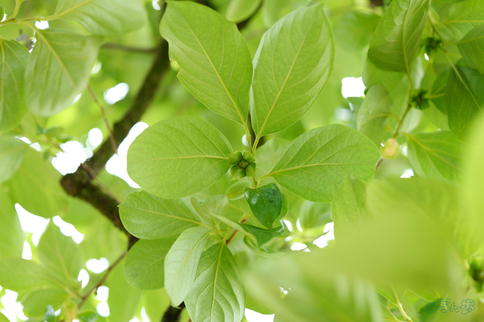 PS120470,60 mm,F2.8,1-60 秒,iso125(JPEG).jpg