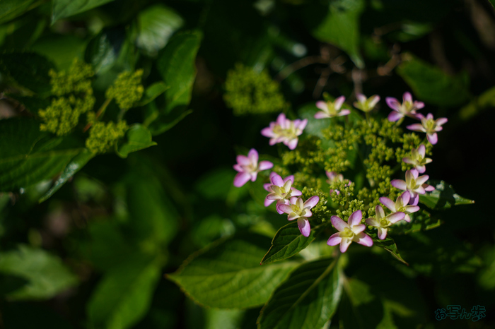 PS121950,35 mm,F1.8,1-8000 秒,iso100(JPEG).jpg