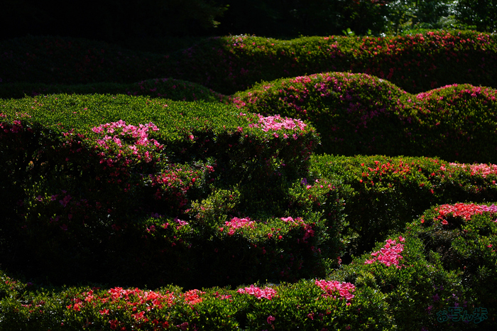 PS122055,40 mm,F1.8,1-4000 秒,iso100(JPEG).jpg