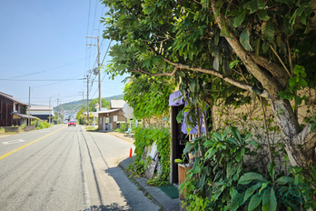 20250605_120154,5 mm,F1.8,1-620 秒,iso25(JPEG).jpg