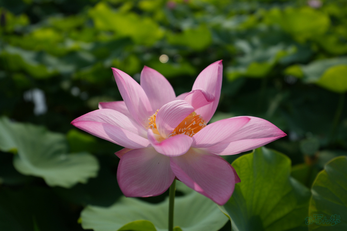 7RV06232,30 mm,F2.8,1-2500 秒,iso100(JPEG).jpg