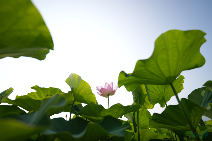 7RV06260,20 mm,F2.8,1-2000 秒,iso100(JPEG).jpg