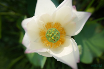 7RV06295,16 mm,F2.8,1-1250 秒,iso100(JPEG).jpg