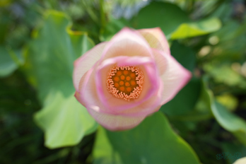 7RV06298,16 mm,F2.8,1-640 秒,iso100(JPEG).jpg
