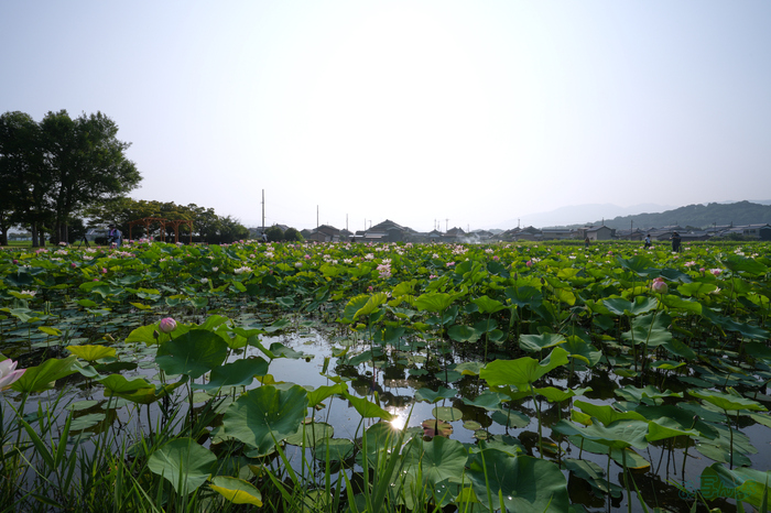 7RV06305,16 mm,F16,1-125 秒,iso100(JPEG).jpg