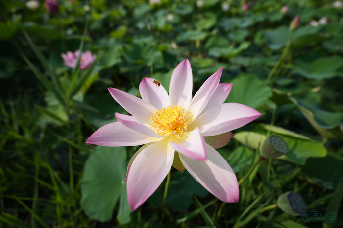 7RV06331,16 mm,F2.8,1-2000 秒,iso100(JPEG).jpg
