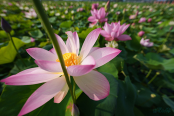7RV06343,16 mm,F4,1-1250 秒,iso100(JPEG).jpg