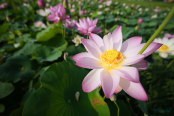 7RV06346,16 mm,F2.8,1-2500 秒,iso100(JPEG).jpg