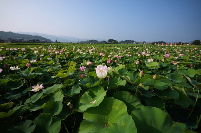 7RV06349,16 mm,F2.8,1-2500 秒,iso100(JPEG).jpg