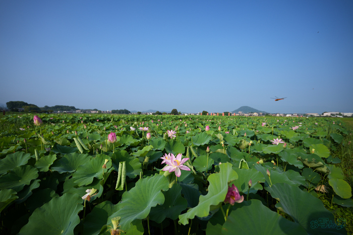 7RV06372,16 mm,F2.8,1-2500 秒,iso100(JPEG).jpg